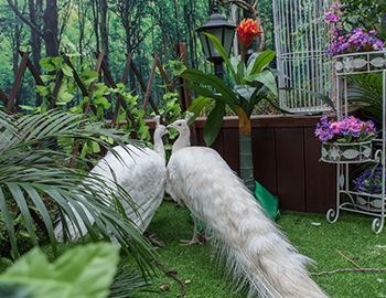 一群神鳥引爆的再次奇跡 ——【建發·半山御園2期】園林開放日，2天接待5400人